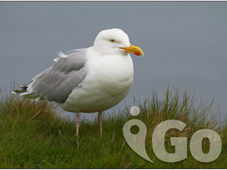 007 Hainall Helgoland fotogarfie 