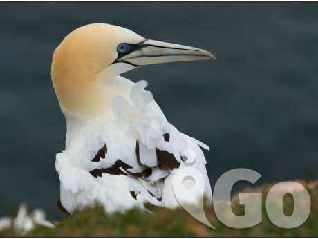 009 Hainall Helgoland fotogarfie 