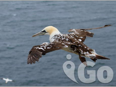 011 Hainall Helgoland fotogarfie 