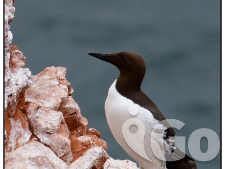 013 Hainall Helgoland fotogarfie 