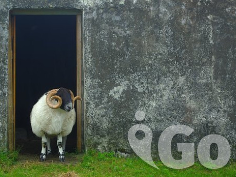 sheep-2543349  340