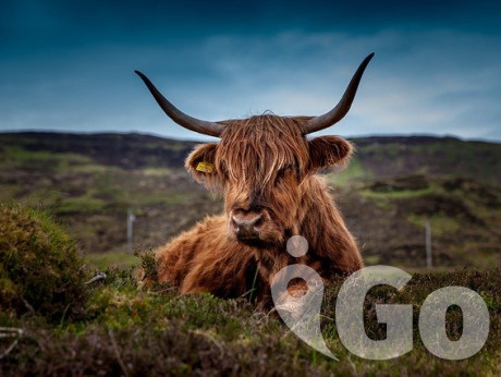 002 cattle-192976 640