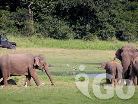 003 elephant-2131326 640