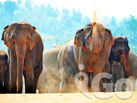008 elephants-266124 640