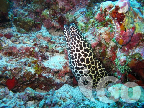 010 moray-eel-363626 640
