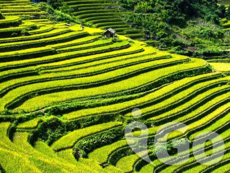 005 rice-terraces-164410 640
