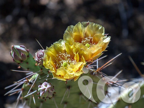 004 grand-canyon-1752773 640