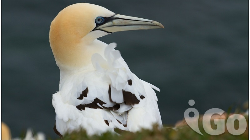 Helgoland a Düne: ráj v Severním moři, který Češi neznají