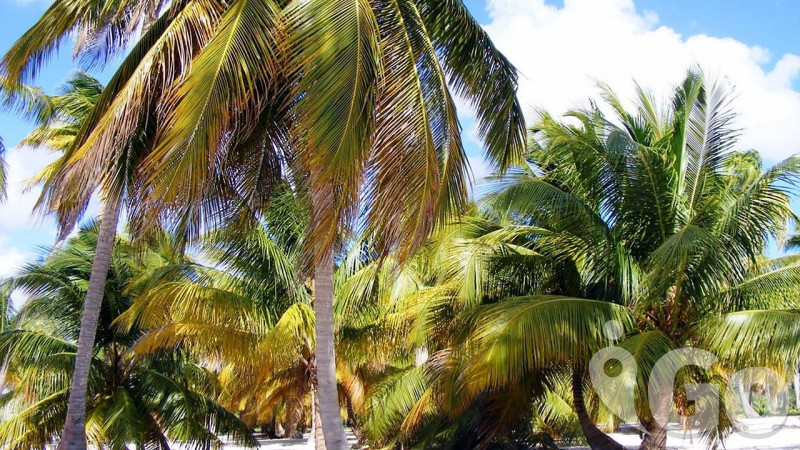 To nejlepší z FRANCOUZSÝCH ANTIL - relax na plážích Martiniku a Guadeloupe + kreolská kuchyně