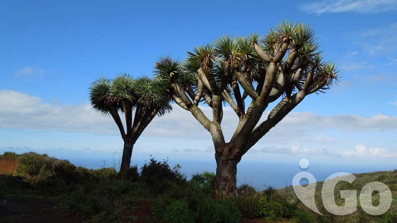 Kanárské ostrovy - LA PALMA, na stopě tajemství zeleného ostrova