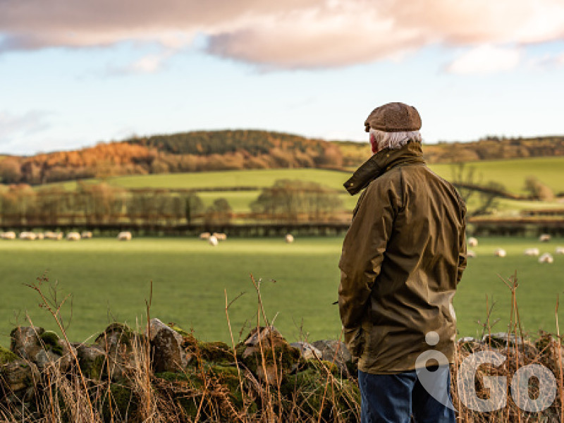senior-man-looking-at-field-with-sheep-picture-id1127337859