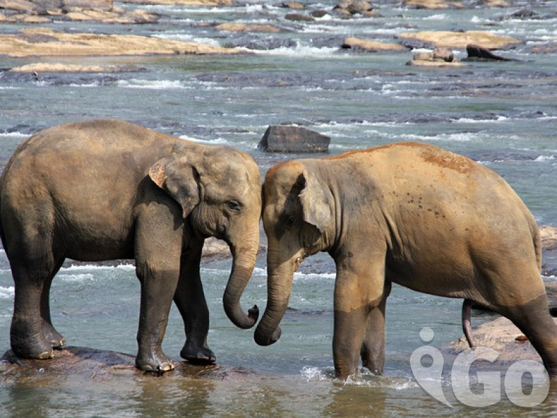 001 elephant-471480 640