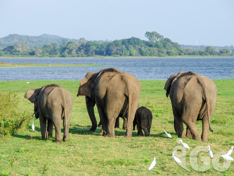 002 elephant-4037451 640