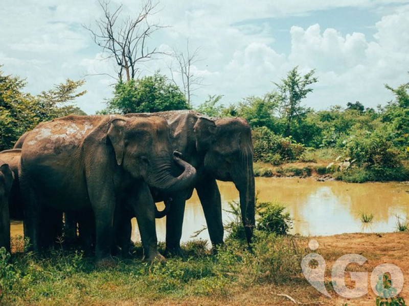 006 sri-lanka-4258709 640