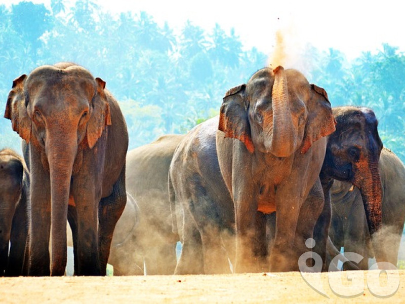 008 elephants-266124 640