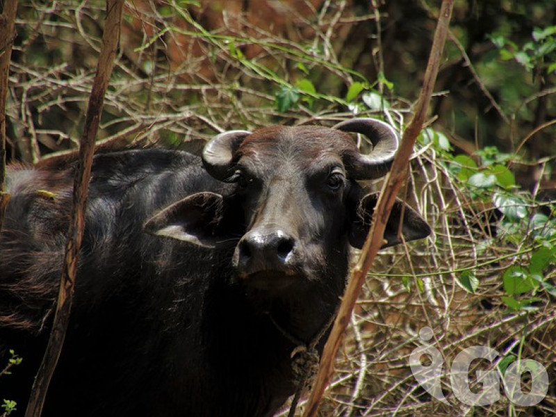 014 cow-3540018 640