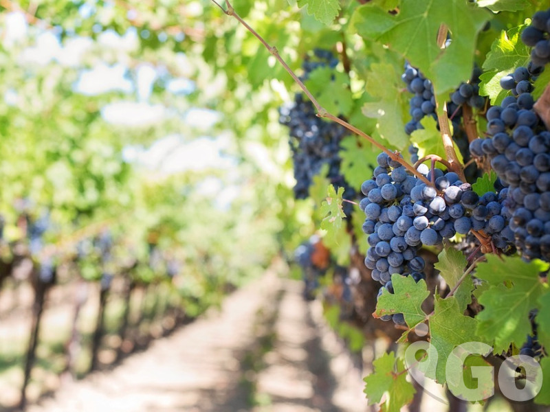 purple-grapes-553462 960 720