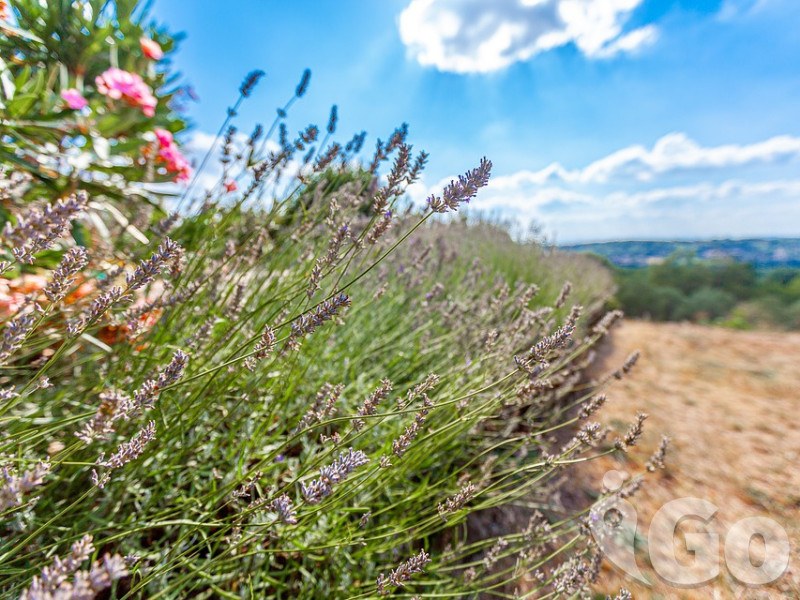 Provence