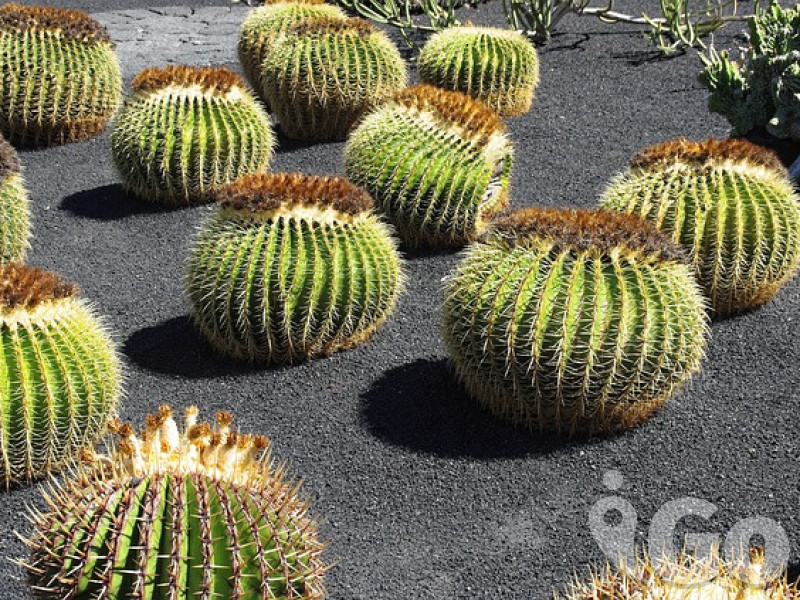 Lanzarote 3
