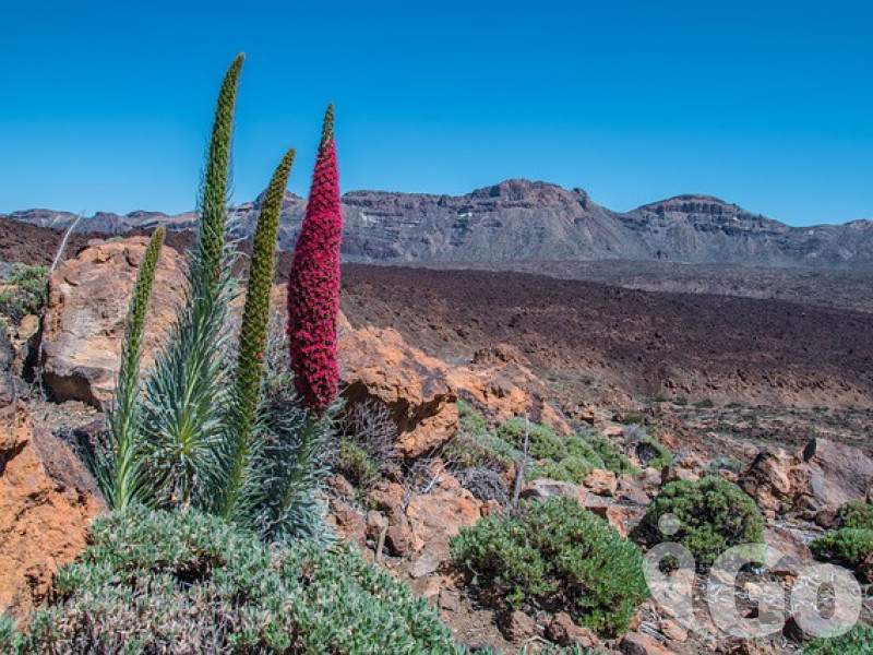 tenerife