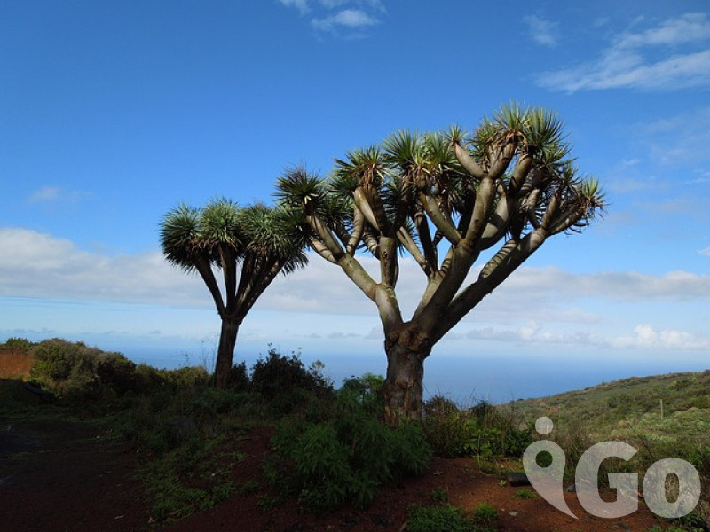 La Palma 4