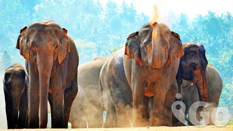 Proč jezdíme na SRÍ LANKU za sloním safari?