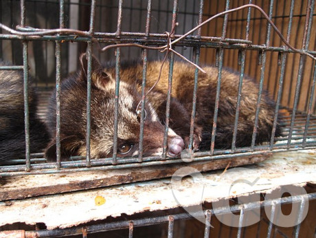 640px-Luwak (civet cat) in cage